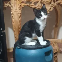 واگذاری رایگان گربه|گربه|اراک, |دیوار