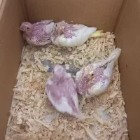 جوجه عروس هلندی