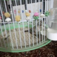 حل یا سهره