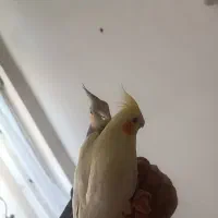 عروس هلندی جفت