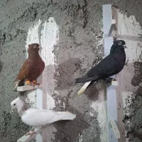 کبوتر رنگی