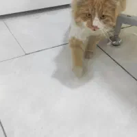 واگذاری گربه طلایی