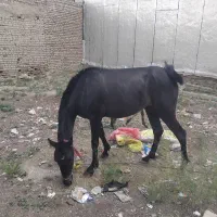 یک اسب و کره