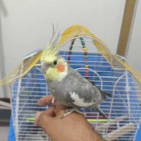 عروس هلندی نر سخنگو همراه با قفس