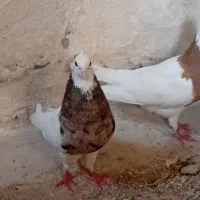 کبوتر|پرنده|پاکدشت, شهرک انقلاب|دیوار