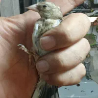 جوجه سهره|پرنده|تهران, اتابک|دیوار