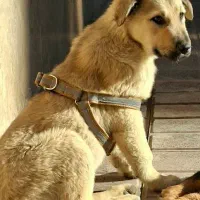 توله سگ نگهبان و همراه