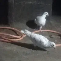 کفتر