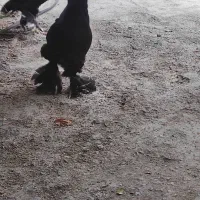 نژاد اصیل تخم گذار مرندی|حیوانات مزرعه|خورموج, |دیوار