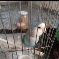 گمشده طوطی برزیلی