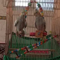 یک جفت عروس هلندی