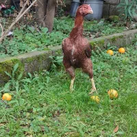 فروش مرغ لاری اصیل