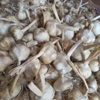 سیر سفید فروش فقط نقدی|خوردنی و آشامیدنی|بهار, |دیوار