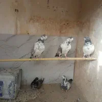 کبوتر