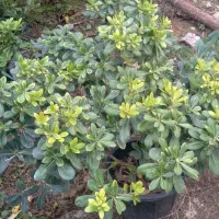 گیاهان زینتی|گل و گیاه طبیعی|کلاچای, |دیوار