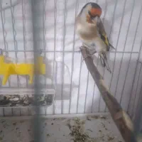جوجه سهره و یک جفت فنج