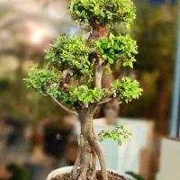 بونسای افرا و پیرکانتا|گل و گیاه طبیعی|تهران, امیرآباد|دیوار