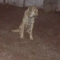 سرابی ماده(۲۰ماه)