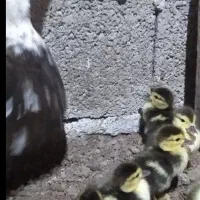 جوجه اردک اسراییلی