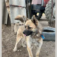 سگ گمشده|سگ|بهار, |دیوار