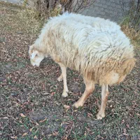 فروش گوسفند|حیوانات مزرعه|اهر, |دیوار