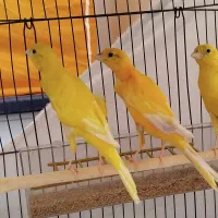 یک جفت جوجه قناری یکسر جیبر