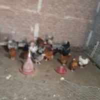 مرغ تخم گزار ۱۵ عدد سالم با غاز هم معاوضه میشه|حیوانات مزرعه|اردبیل, |دیوار