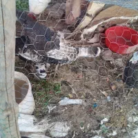 بوقلمون محلی وبومی|حیوانات مزرعه|قیدار, |دیوار