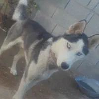 سگ هاسکی با شناسنامه