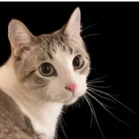 گربه به سرپرستی قبول میکنم البته رایگان