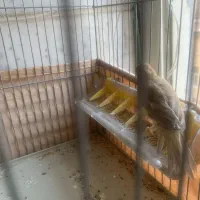 قناری ماده دارچینی تن نرفته