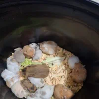 همستر