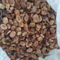 باقالی مازندران