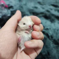 همستر بچه نژاد سوری|موش و خرگوش|قشم, |دیوار