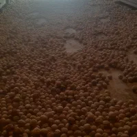 گردی سفید و درشت ونایی قیمت توافقی