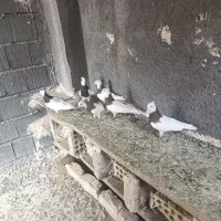 کبوتر طوقی وپلاگی کینگ مرغی یولیوتی