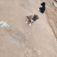 توله سگ|سگ|قوچان, |دیوار