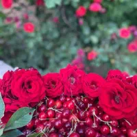 تنکابن باغ کیوی ۶۰۰۰متری