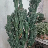 کاکتوس صخره