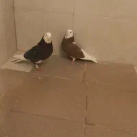 شازده|پرنده|مبارکه, |دیوار