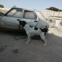 سگ نگهبان