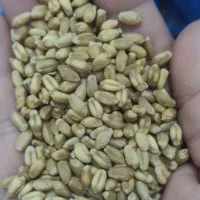 گندم آبی دهدشت بذری