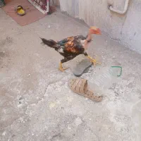 جوجه خونگی لاری|حیوانات مزرعه|زاهدان, |دیوار