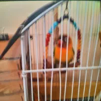 طوطی برزیلی