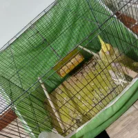 پرنده عروس هلندی