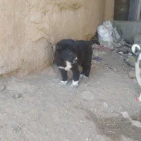 کوچوک پژدر و سرابی