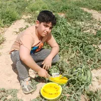 هندوانه، خربزه جانا، ملون