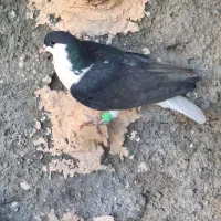 کفتر ساده سیاه