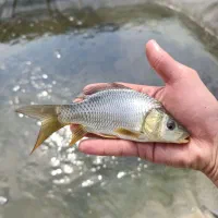 فروش انواع ماهی بچه چهار گونه