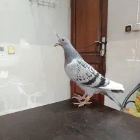 کفتر کبوتر جوجه آلمانی نر